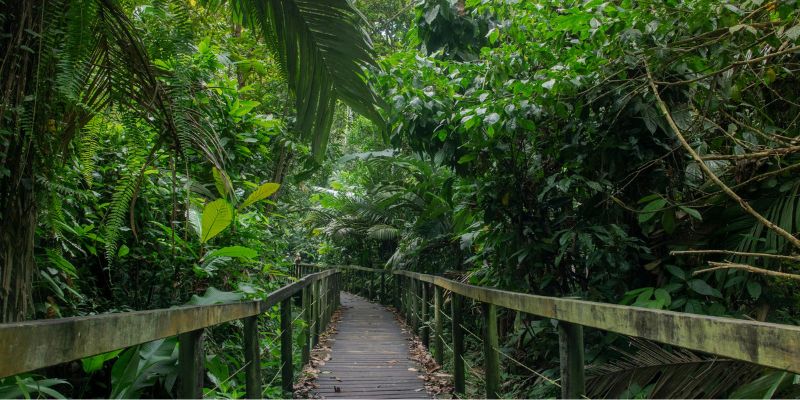 Go jungle trekking in Khao Sok National Park